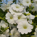 Petunia Surfinia Impulz White